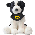 IOWA HAWKEYES OREO THE BORDER COLLIE